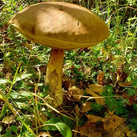 6 Dans Les Pyrenees Proche D'andorre Шале *